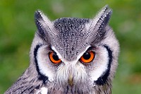 Free southern white faced owl close up portrait photo, public domain animal cc0 image.