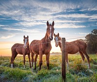 Free image of brown horse in grass, public domain animal CC0 photo.