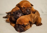 Free cute Bulldog image, public domain pet CC0 photo.