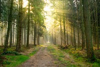 Free trees and greenery image, public domain nature CC0 photo.