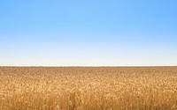 Free golden wheat field photo, public domain CC0 image.