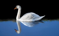 Free mute swan on water image, public domain animal CC0 photo.