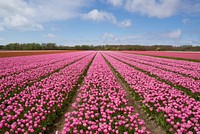 Tulip field