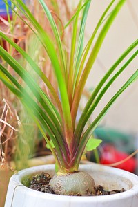 Free little beaucarnea plant, ponytail palm photo, public domain plant CC0 image.