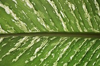 Free Alocasia longiloba closeup image, public domain plant CC0 photo.