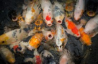 Free koi fishes image, public domain animal CC0 photo.