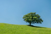 Free lone tree image, public domain botanical CC0 photo.