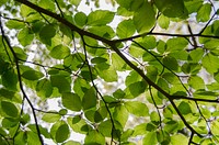 Free look up to sky leaves tree image, public domain botanical CC0 photo.