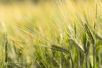 Free focused wheat field image, public domain food CC0 photo