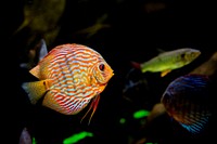 Free exotic fish image, public domain animal CC0 photo.