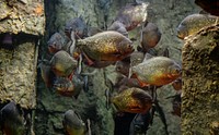 Piranhas