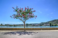 Free pink flower by Rhone river image, public domain spring CC0 photo.