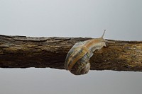 Free snail crawling on tree branch photo, public domain animal CC0 image.