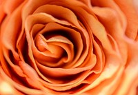 Free orange rose image, public domain flower CC0 photo.