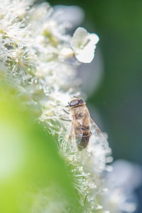 Macro bee