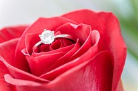 Free ring in red rose image, public domain flower CC0 photo.