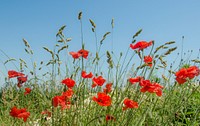 Free red poppy image, public domain flower CC0 photo.