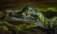 Free baby crocodile image, public domain animal CC0 photo.