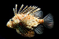 Free lionfish image, public domain animal CC0 photo.