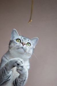 Free playful british shorthair cat image, public domain CC0 photo.