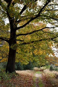 Free small trail in forest with trees photo, public domain nature CC0 image.