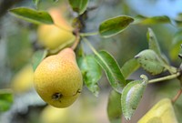 Free pear photo, public domain fruit CC0 image.