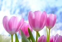 Free pink tulip photo, public domain flower & nature CC0 image.