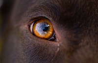 Free dog's eye background image, public domain CC0 photo.