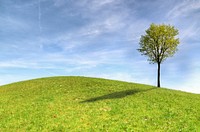 Free lone tree image, public domain botanical CC0 photo.