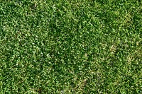  Free green grass image, public domain plant CC0 photo.