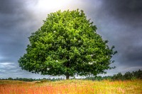 Free lone tree image, public domain botanical CC0 photo.