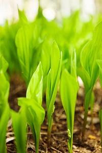 Free green sprouts growing image, public domain agriculture CC0 photo
