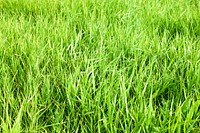  Free green grass image, public domain plant CC0 photo.