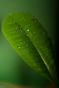 Free close up water on leave with blur background image, public domain plant CC0 photo.