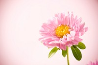 Free pink daisy background image, public domain flower CC0 photo.