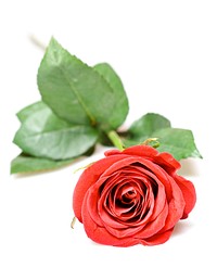 Free red rose image, public domain flower CC0 photo.