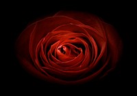 Free red rose image, public domain flower CC0 photo.