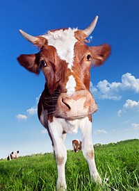 Free cow standing on grass field image, public domain animal CC0 photo.