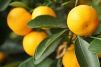 Free orange image, public domain fruit CC0 photo.