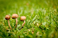 Free mushroom photo, public domain plant CC0 image.