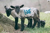 Free young sheep standing near a tree image, public domain animal CC0 photo.