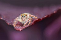 Free close up spider on leaf image, public domain animal CC0 photo.