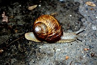 Free snail on ground closeup photo, public domain animal CC0 photo.