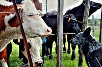 Free cow behind barb wire fence with black dog on the other side image, public domain animal CC0 photo.