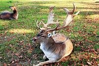 Free deer with horns in grass image photo, public domain animal CC0 image