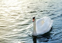 Free mute swan on water image, public domain animal CC0 photo.