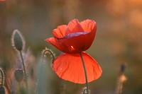 Free red poppy image, public domain flower CC0 photo.