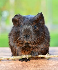 Free cute Guinea pig image, public domain pet CC0 photo.