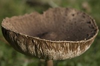 Free mushroom photo, public domain plant CC0 image.