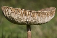 Free mushroom photo, public domain plant CC0 image.